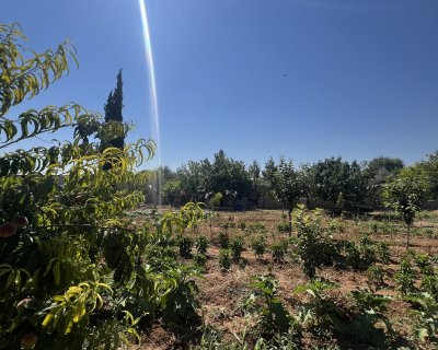 KEMAL TAYDAŞ GAYRİMENKUL SATILIK BAHÇE